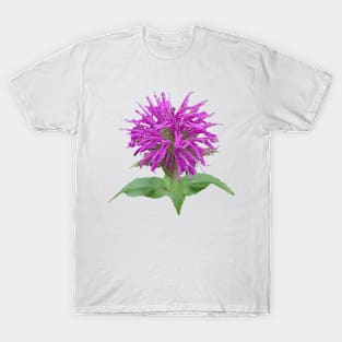 Frazzled, but Beautiful T-Shirt